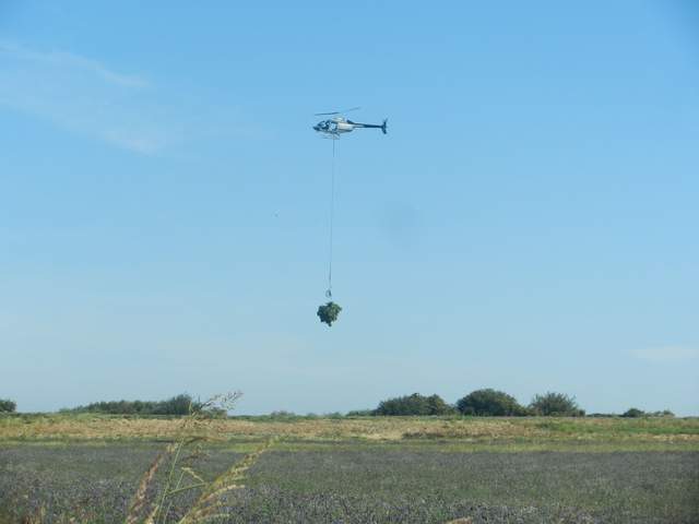 Helicopter removing stacks of marijuana from the corn fields