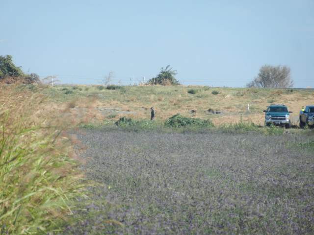 DEA collecting marijuana to burn