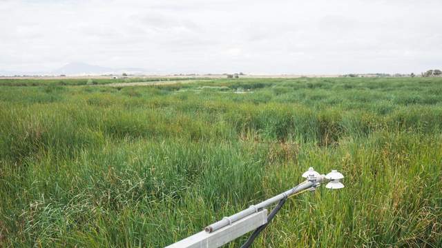 Wetland vegetation just starting to sensece