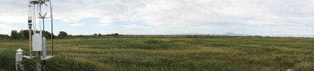 Panoramic of rice field