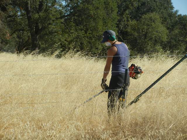  Ana Cutting Grass