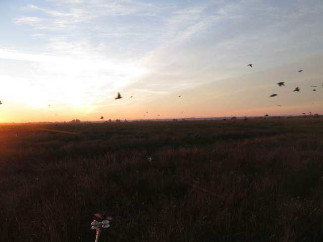 Birds in the air and on the net radiometer