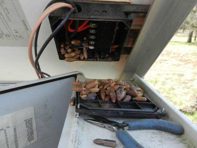 Solar panel junction box full of acorns