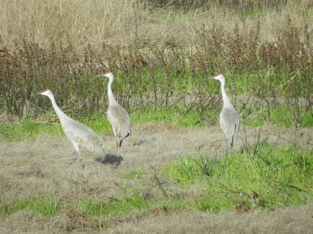 Three Sandhill cranes