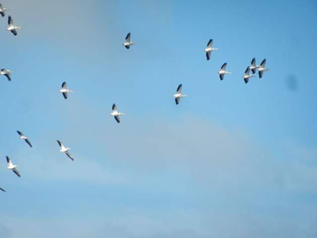 White pelicans flying in formation