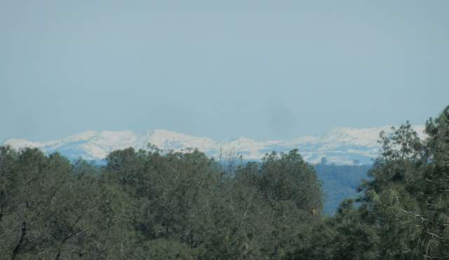 Snow capped mountains above gray pines