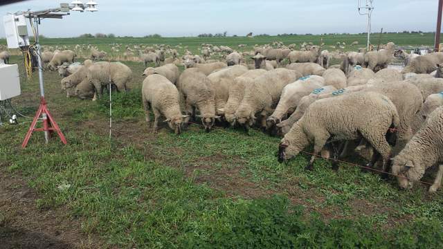 Sheep all over our equipment