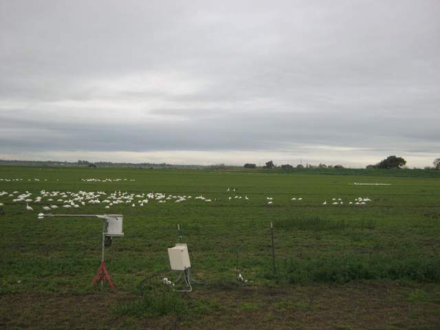 Geese on the field