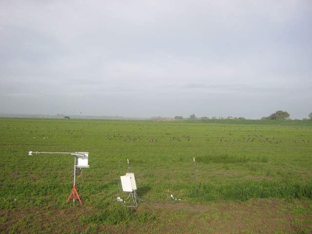 Geese on the field