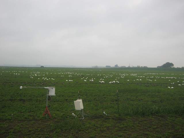 Geese on the field