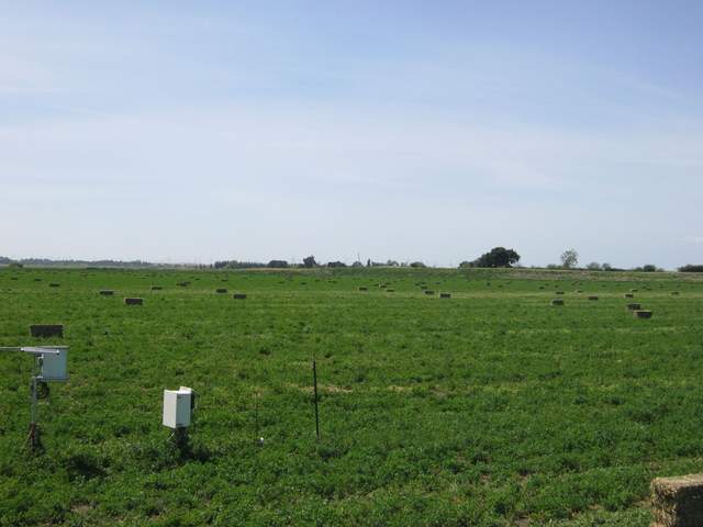 Maybe around 100 hay bales on an alfalfa field