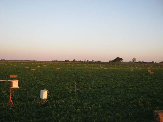 Bales on the field