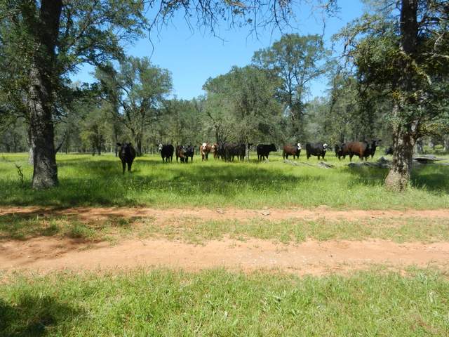 Cows on site