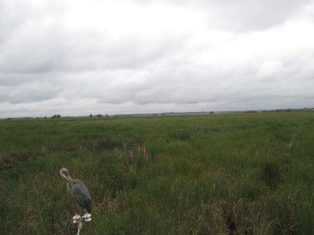 Great Blue Heron sitting on radiometers