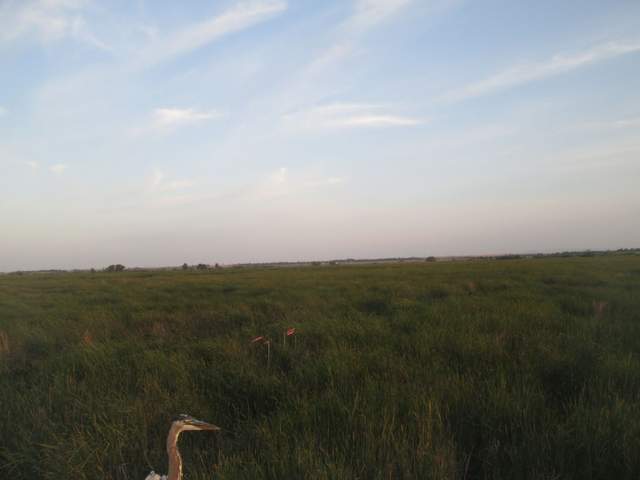 Great Blue Heron on solar radiation boom