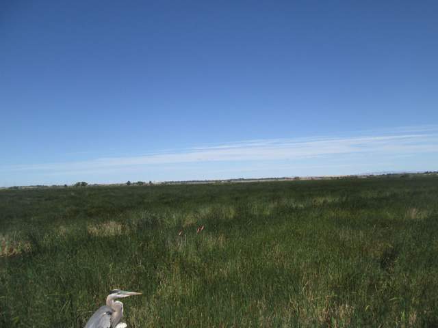 Great Blue Heron on site