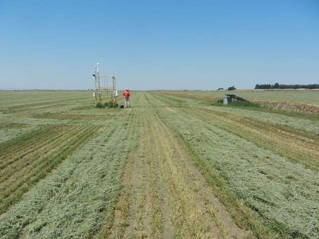 Alison on freshly mowed alfalfa field