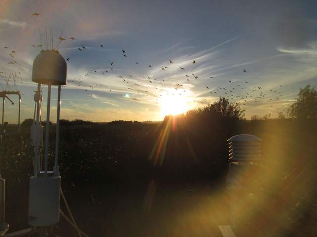 Birds in flight