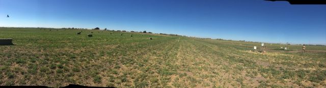 Panoramic shot of alfalfa field