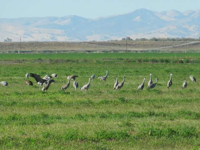 A big flock of sandhill cranes on some of the fields to the north of our alfalfa field on Bouldin Island