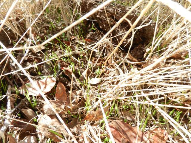 1cm tall, green grass sprouts starting to come up through the brown litter. There was about 90mm of rain last Friday through Sunday, but the ground surface looks dry and there was no puddles I could see.