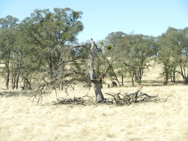 The old dead tree to the west of the site largely collapsed in the last storm. 