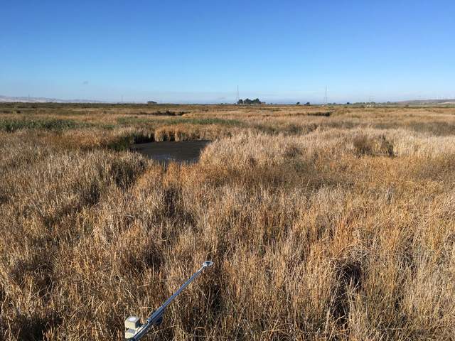 Net radiometer over brown wetland reeds