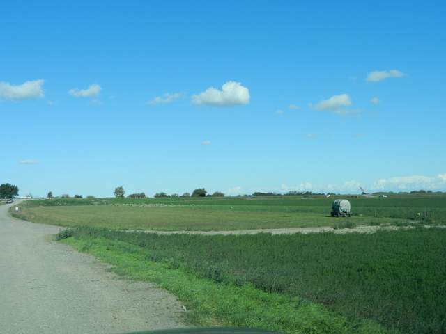Sheep on the western edge of the alfalfa field
