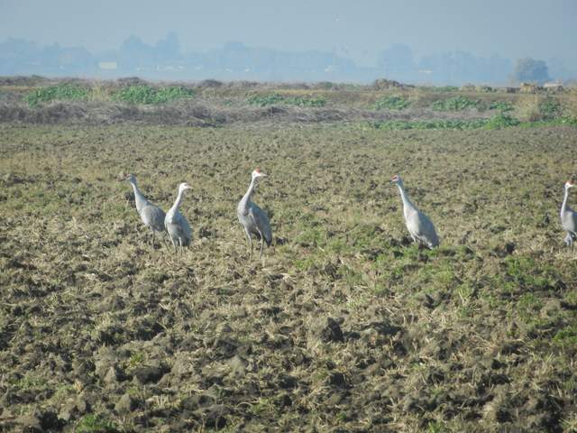 Sandhill cranes in the distance