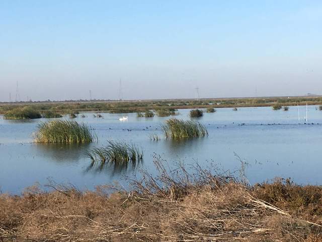 Swans and other birds