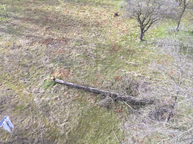 Rob cut down a dead tree near the tower guy wire on the southwest corner
