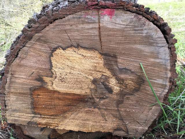 Trunk cross-section from a  dead tree Rob cut down near the tower guy wire on the southwest corner