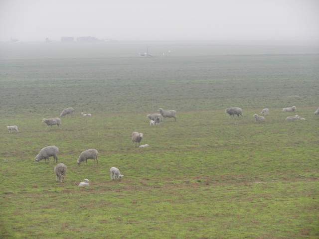 Sheep on a foggy alfalfa field