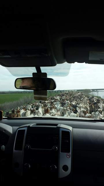 Many, many goats on the levee road on the way to Mayberry Wetland.