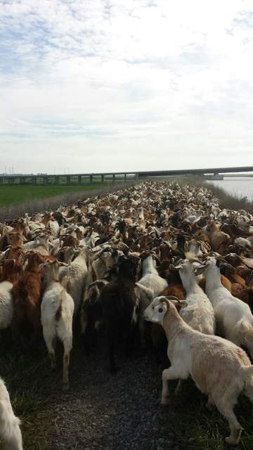 Goats on the levee road on the way to Mayberry Wetland.