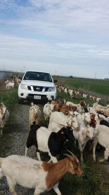 Goats on the levee road on the way to Mayberry Wetland.