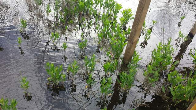 Unknown plant emerging from Sherman Wetland. Looks like pepperweed but we thought that pepperweed couldn