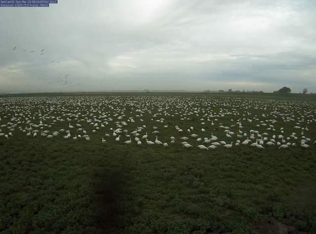 Snow geese