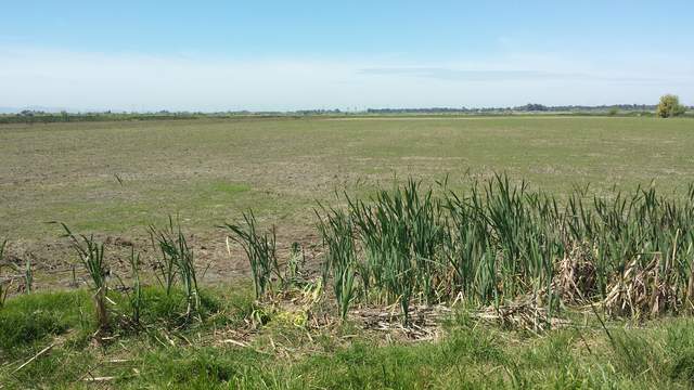 Twitchell Rice field after the tower was removed...can hardly see there was a tower there at all.