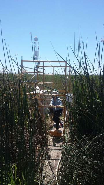 Temporary Tower set up on Twitchell Island near the East End Tower. This tower is measuring a closed vegetation area. 