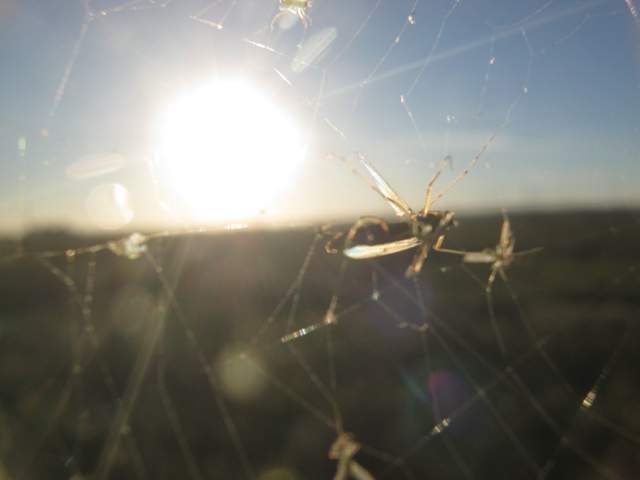 Spiderweb and bugs