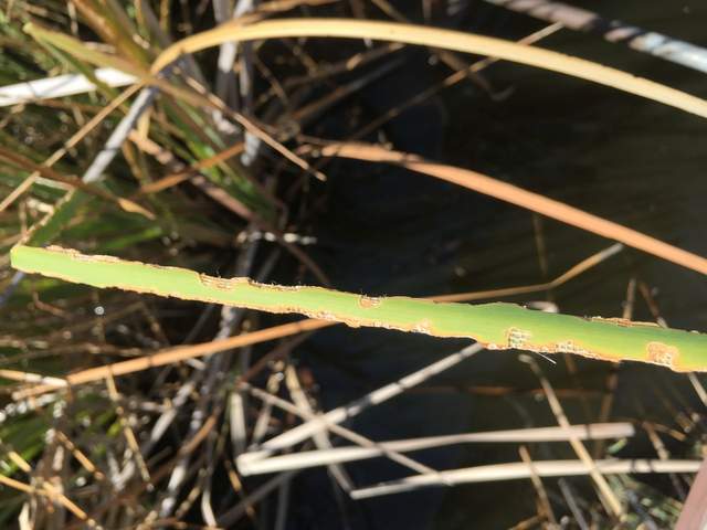 Tule at Mayberry Wetland have been thoroughly chewed by caterpillars.