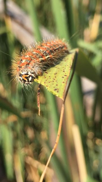 Caterpillar