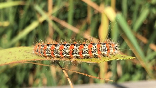 Caterpillar