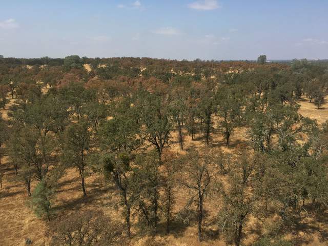 View of Tonzi oak savanna, looking west from the tower. About a quarter of the visible oak/pine trees have brown canopies. The undercanopy is all bright yellow grass.