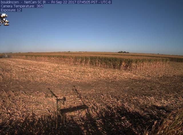 Corn Harvest