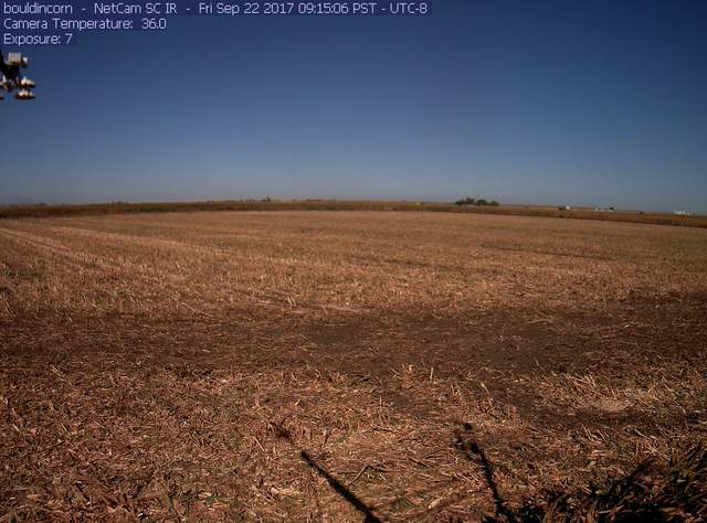 Corn Harvest