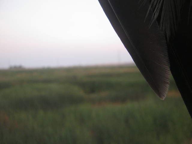 Hawk tail