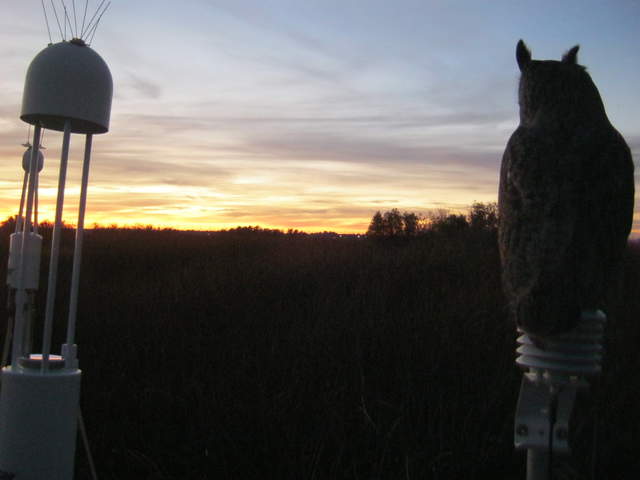 Awesome Great Horned Owl