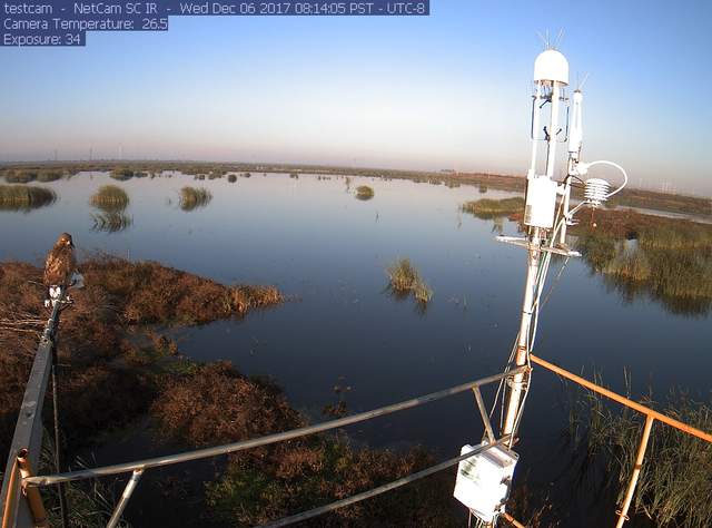 Hawk on radiometers